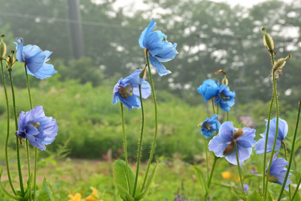 2019年7月31日号