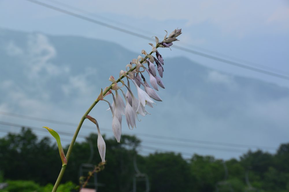 2019年8月15日号