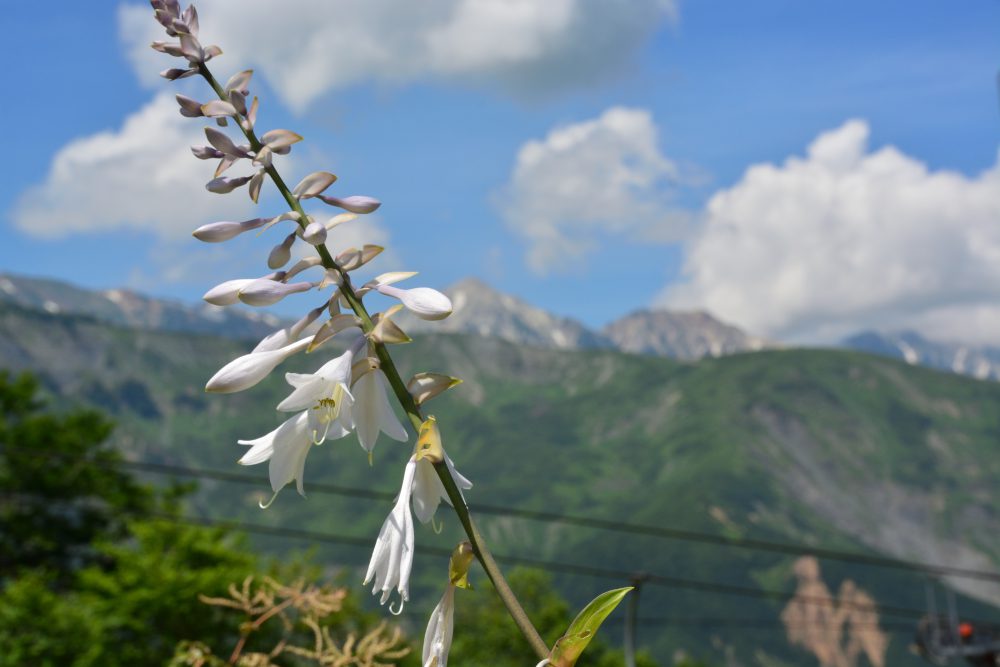 2019年8月21日号