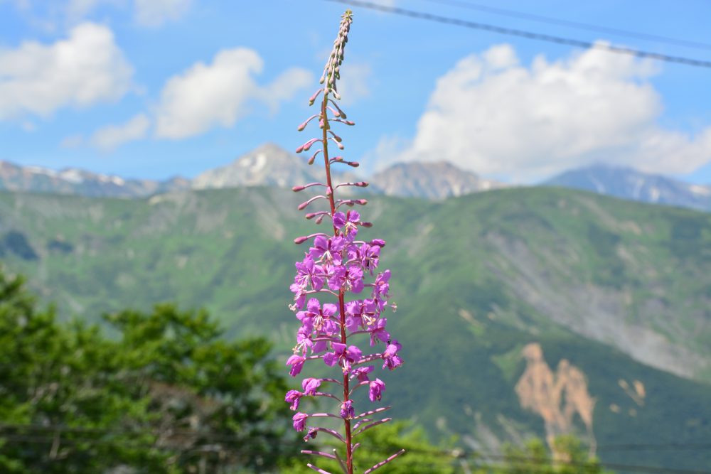 2019年8月15日号