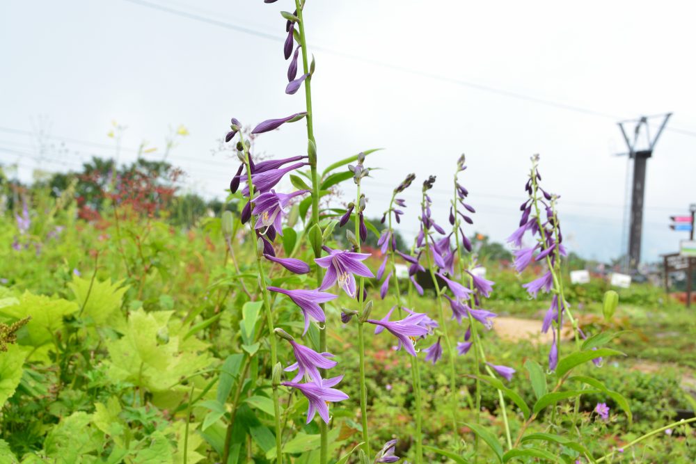 2019年8月28日号