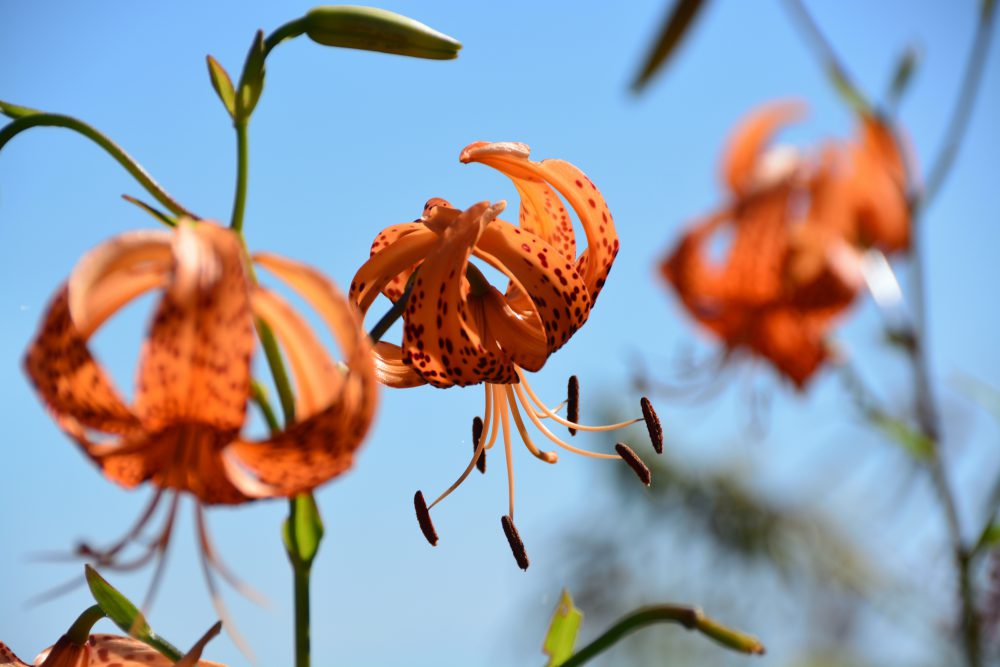 2019年10月2日 紅葉情報号