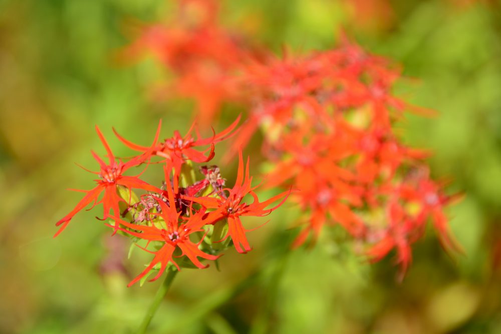 2019年10月2日 紅葉情報号