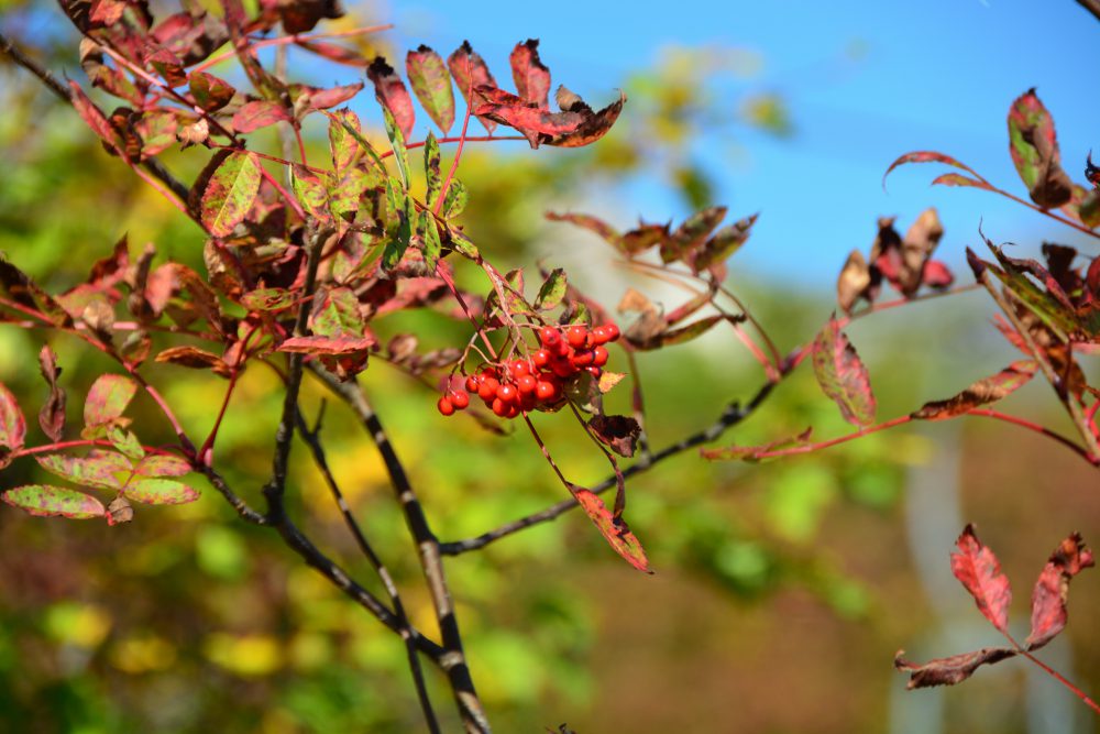 2019年10月16日 紅葉情報号