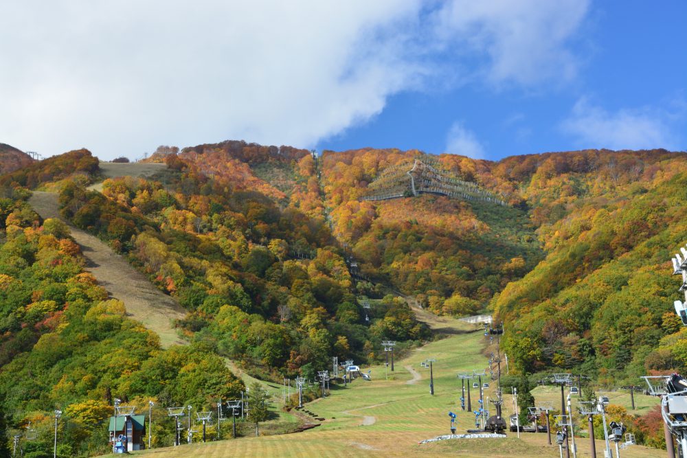 2019年10月23日 紅葉情報号 (2019シーズン最終版)