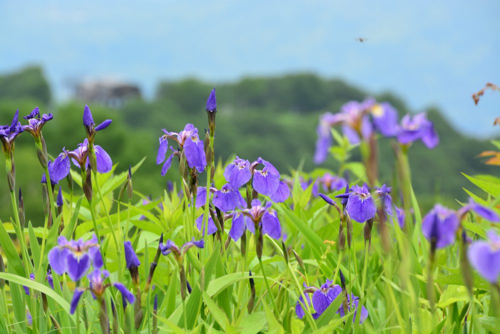 2020年7月1日号