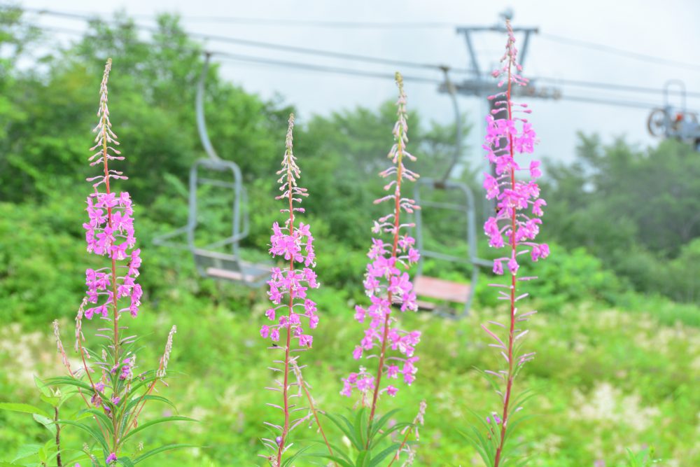 2020年7月29日号