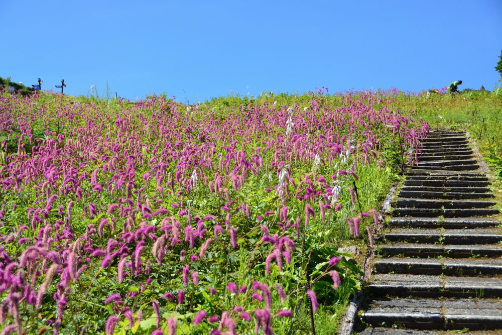 年8月19日号 週刊花便り 花図鑑 白馬五竜高山植物園