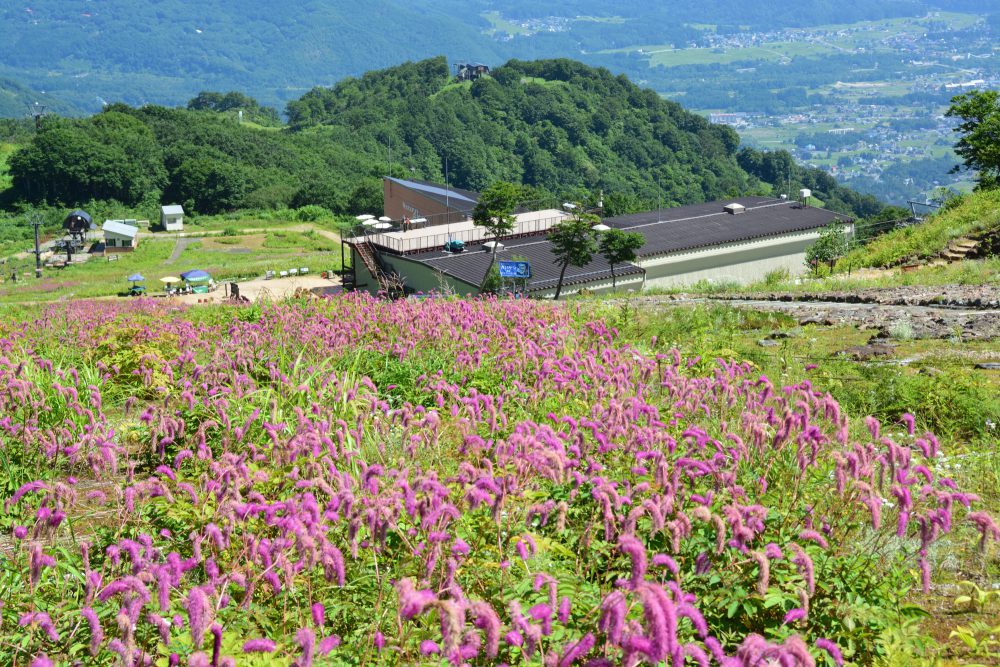 年8月19日号 週刊花便り 花図鑑 白馬五竜高山植物園