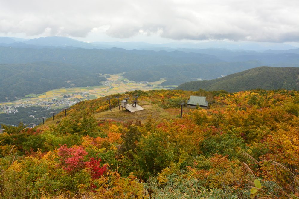 2020年10月7日 紅葉情報号