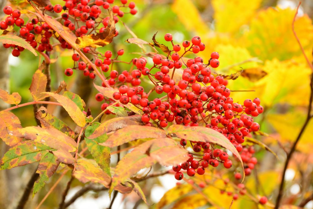 2020年10月7日 紅葉情報号