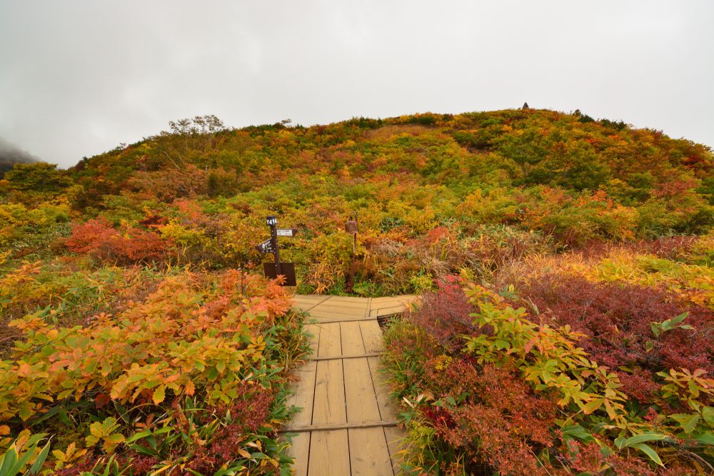 2020年10月7日 紅葉情報号