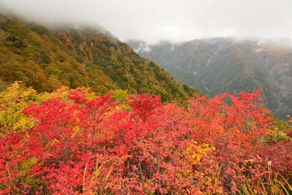 2020年10月7日 紅葉情報号