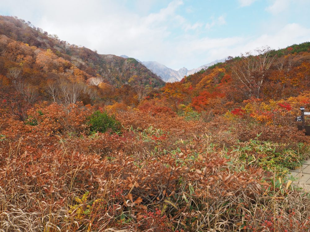 2020年10月14日 紅葉情報号