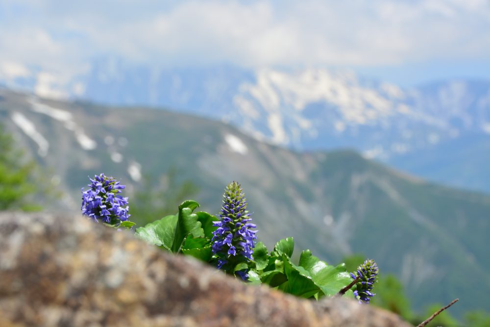 21年6月9日 早期週末限定開園 2週目の見どころ号 週刊花便り 花図鑑 白馬五竜高山植物園