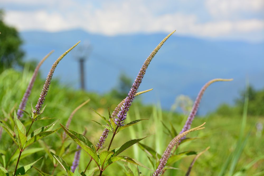 2021年7月28日号