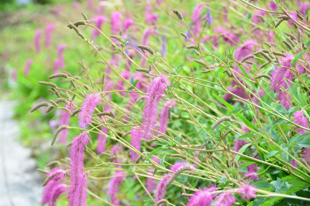 21年8月19日号 週刊花便り 花図鑑 白馬五竜高山植物園