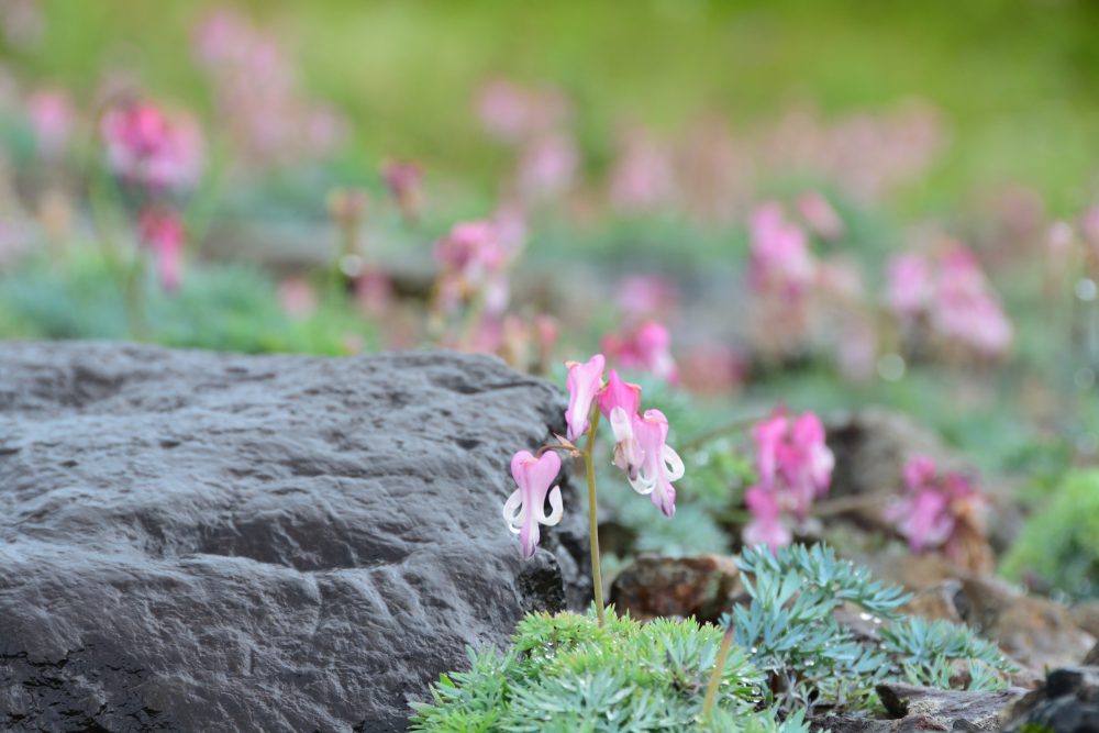 21年8月19日号 週刊花便り 花図鑑 白馬五竜高山植物園