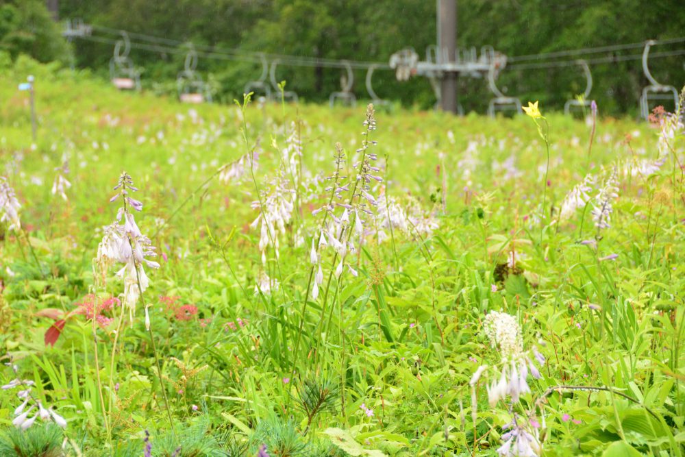 21年8月19日号 週刊花便り 花図鑑 白馬五竜高山植物園