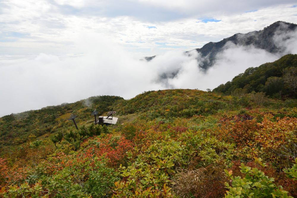 2021年9月22日 紅葉情報号