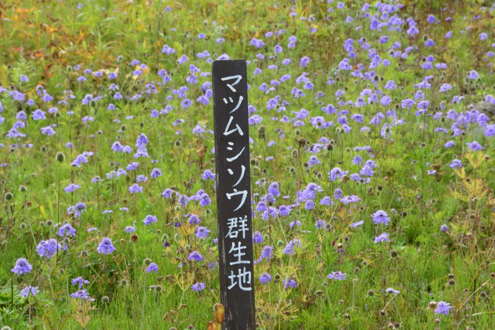 2021年9月22日 紅葉情報号