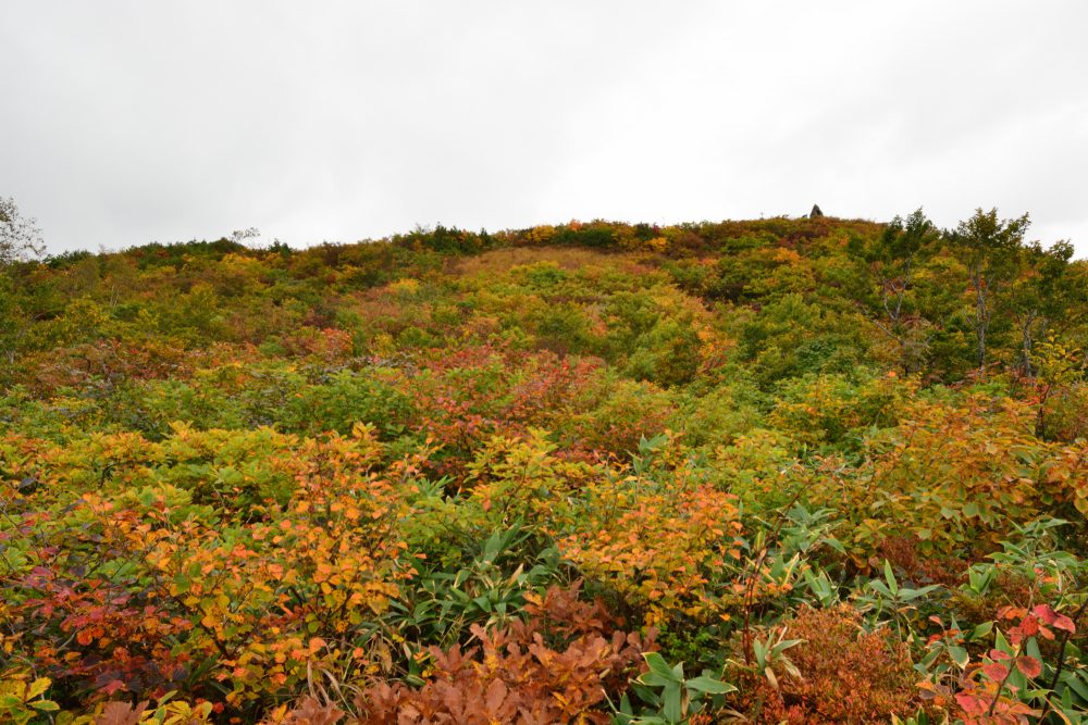 2021年10月1日 紅葉情報号外