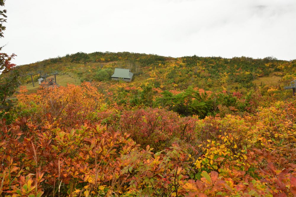 2021年10月1日 紅葉情報号外