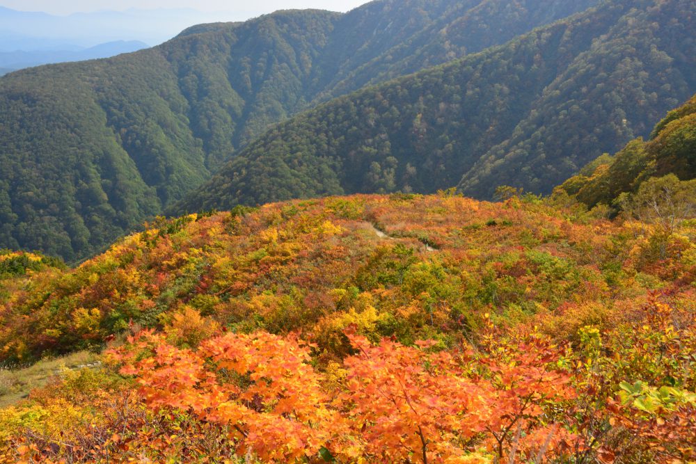 2021年10月6日 紅葉情報号