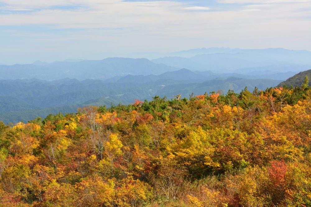 2021年10月6日 紅葉情報号