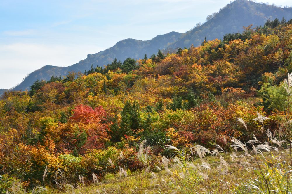 2021年10月6日 紅葉情報号