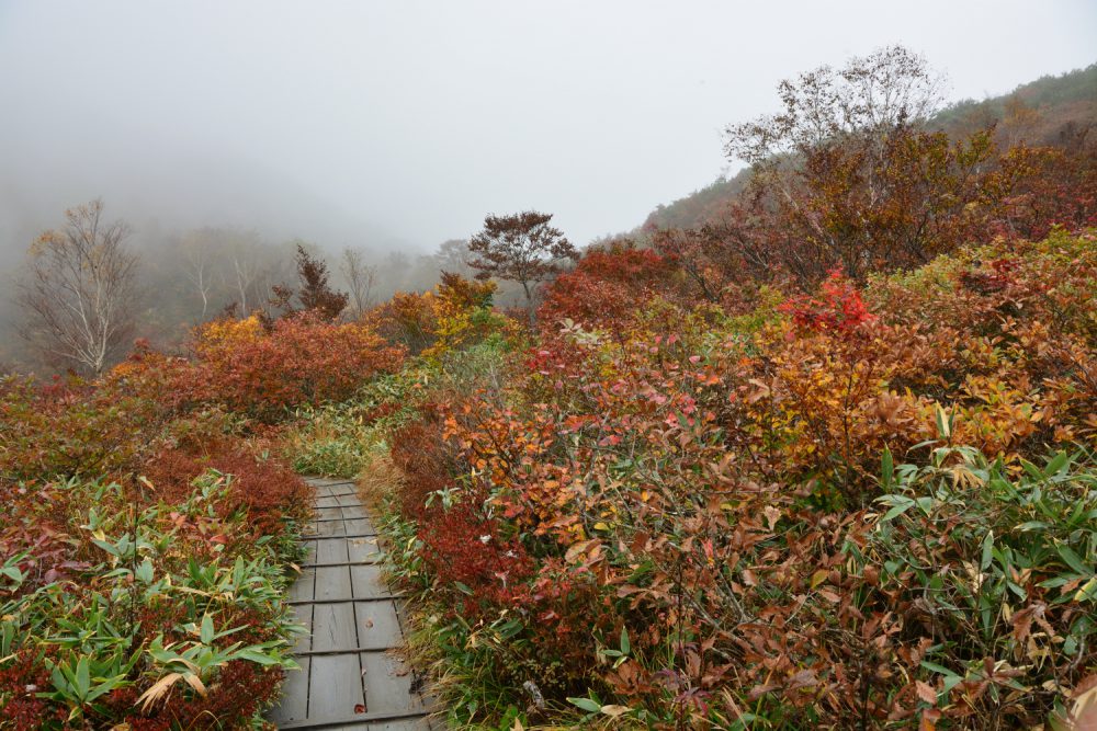 2021年10月13日 紅葉情報号