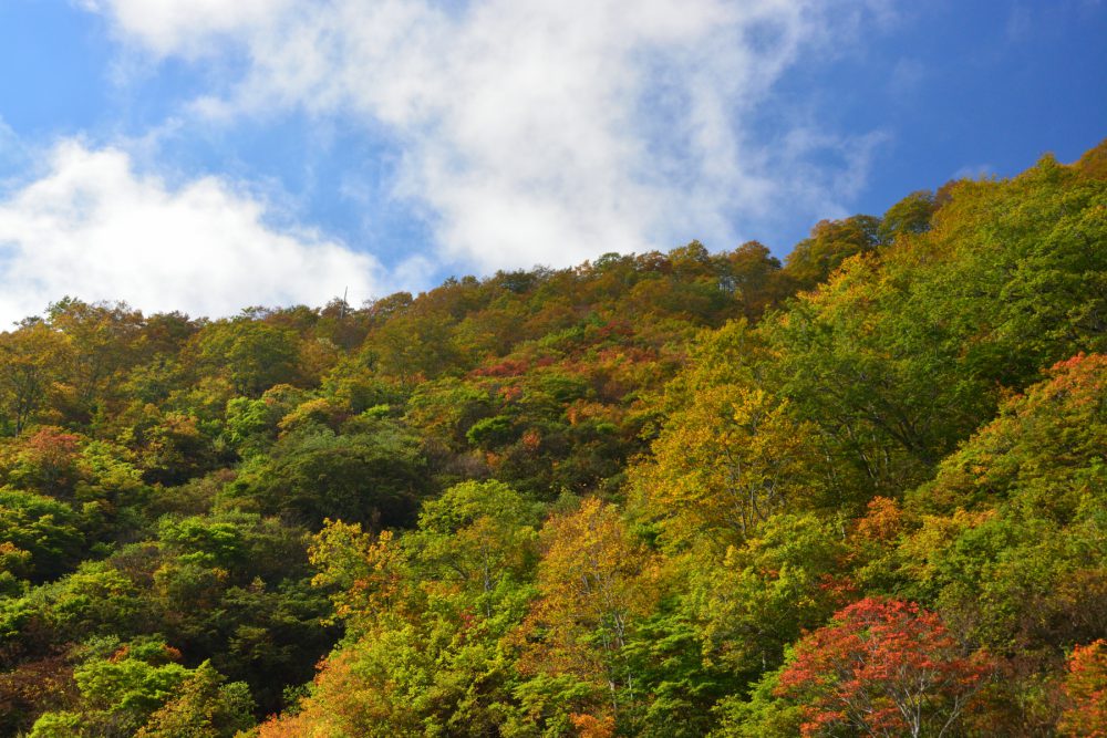 2021年10月15日 週末の紅葉情報号