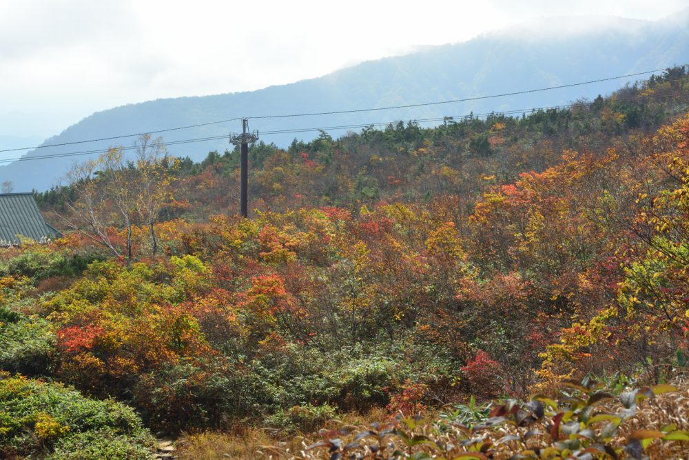 2021年10月15日 週末の紅葉情報号