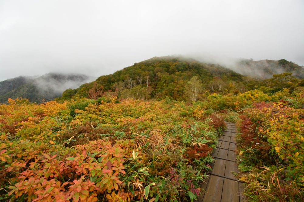 2021年10月1日 紅葉情報号外