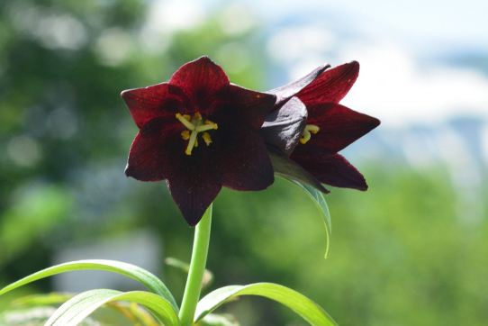 人気の有名な花