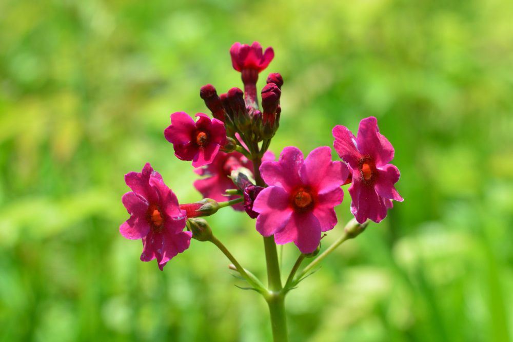 人気の有名な花