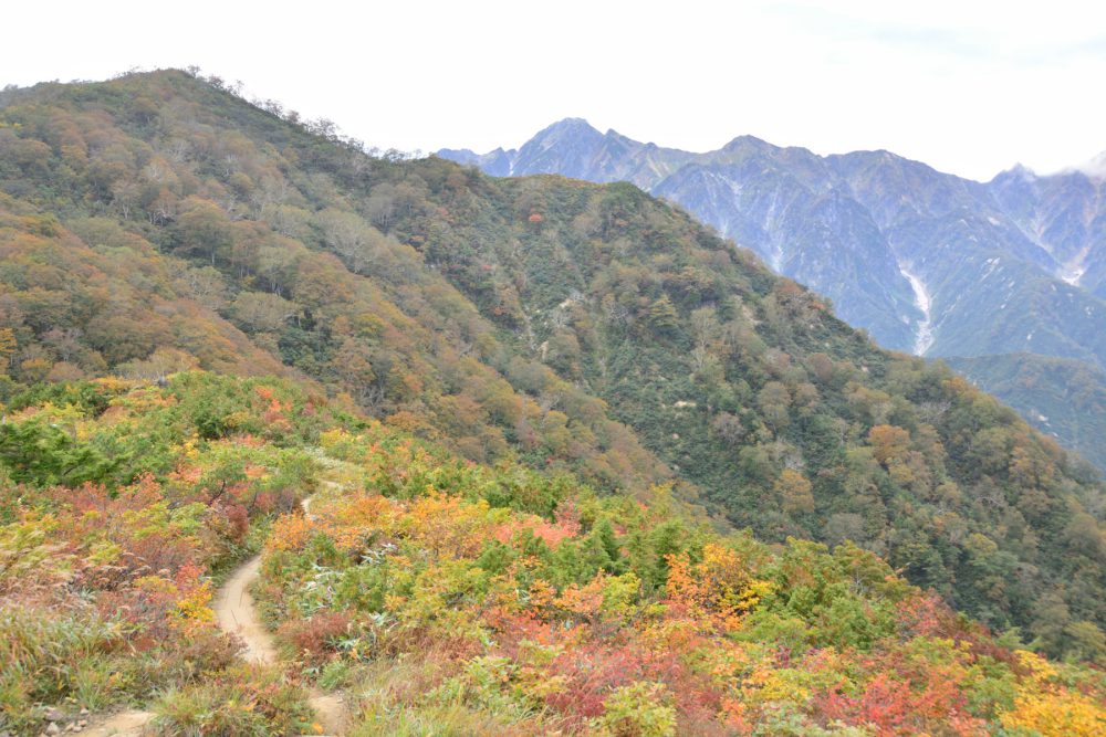 2022年10月6日 紅葉情報号