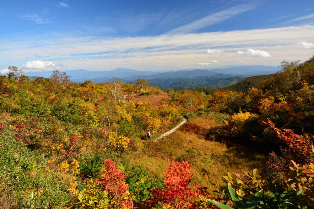 2022年10月13日 紅葉情報号