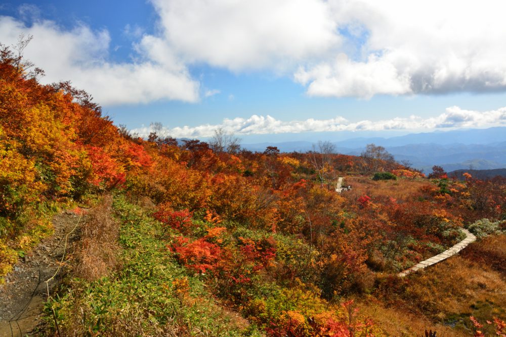 2022年10月20日 紅葉情報号 (終)