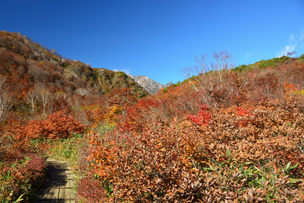 2022年10月20日 紅葉情報号 (終)