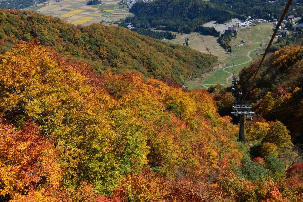 2022年10月20日 紅葉情報号 (終)