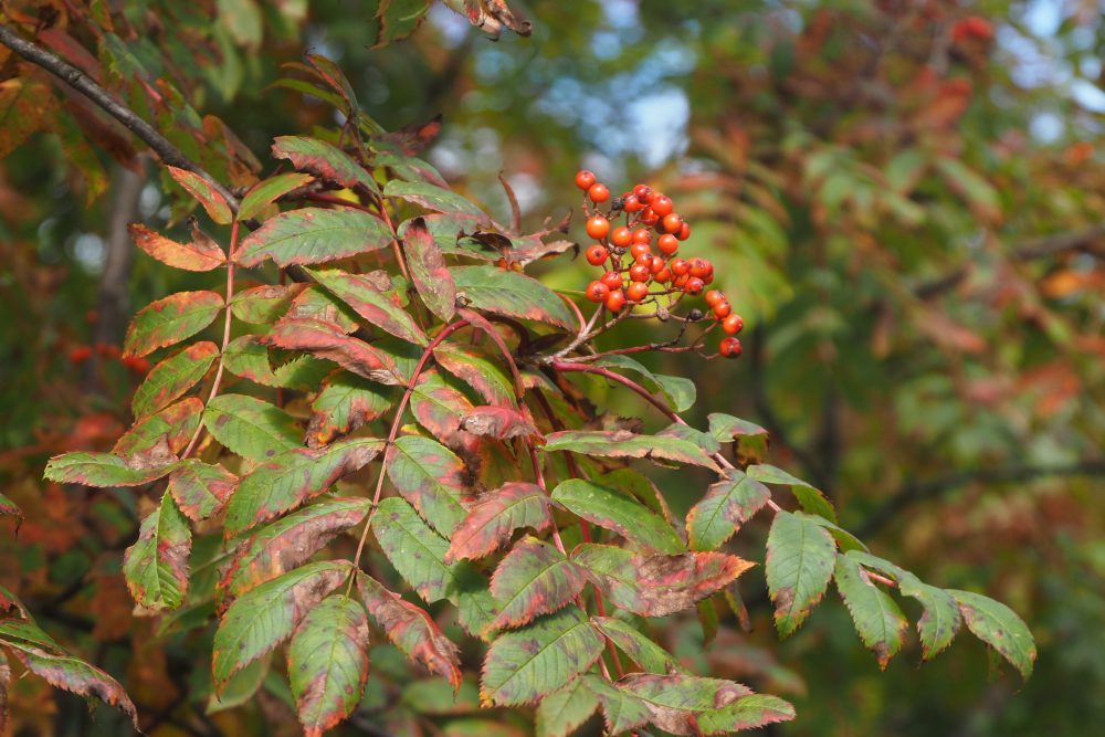 18号　2023年9月29日　紅葉情報