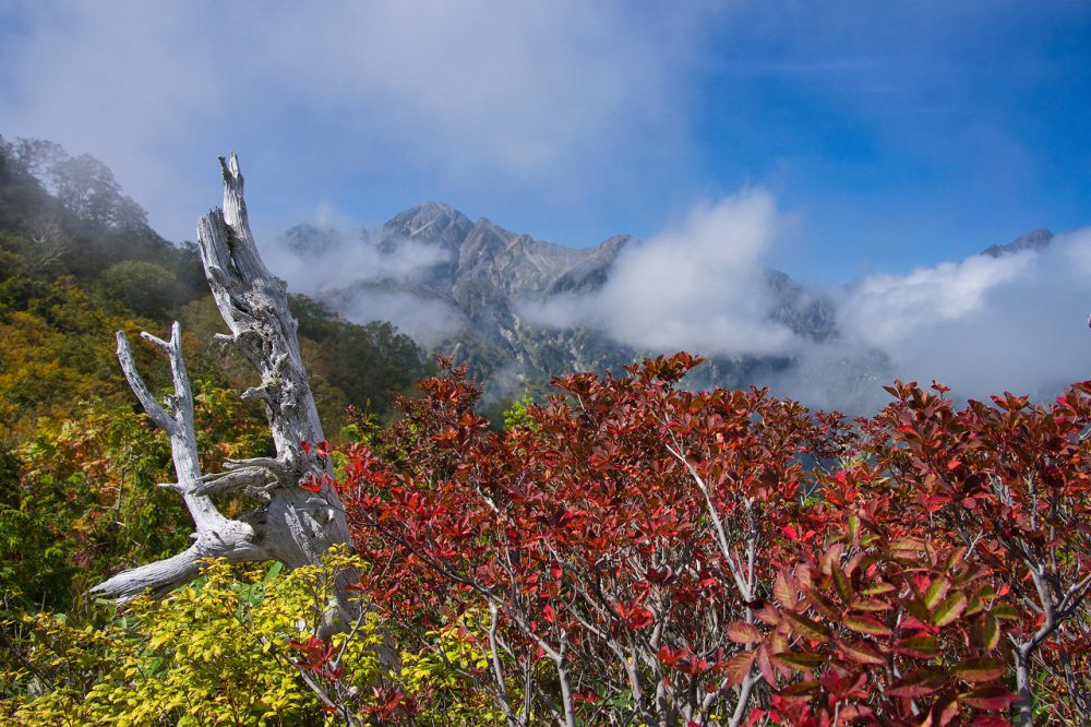 19号　2023年10月6日　紅葉情報