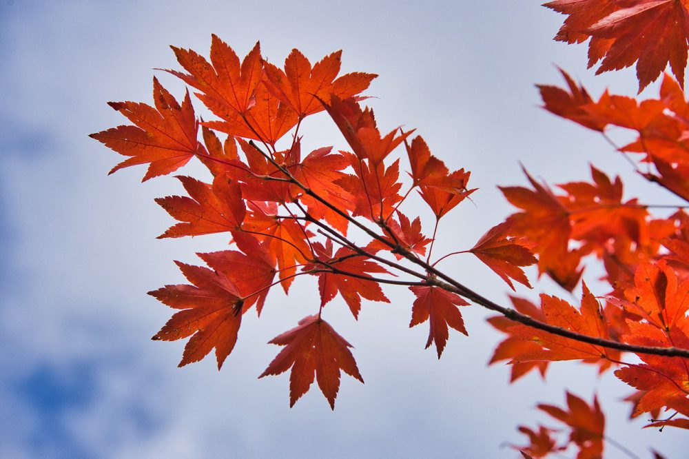 20号　2023年10月13日　紅葉情報