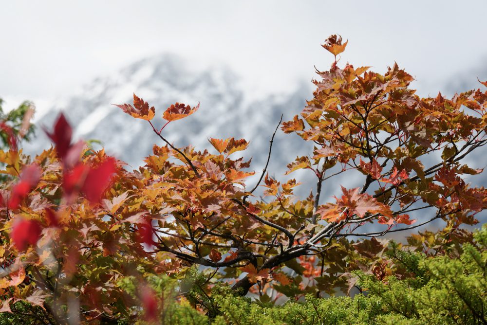 20号　2023年10月13日　紅葉情報