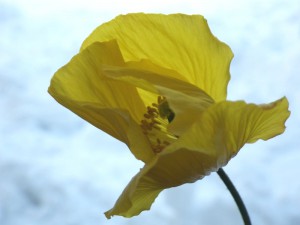 園内の出来ごと 緑の調律日誌 白馬五竜高山植物園