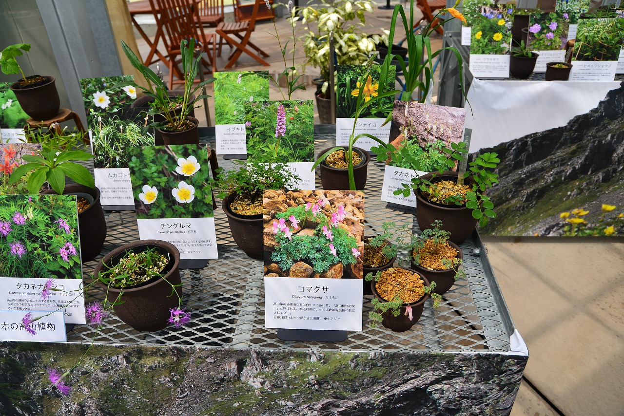 国立科学博物館 筑波実験植物園で 高山植物の展示が開催されています 緑の調律日誌 白馬五竜高山植物園