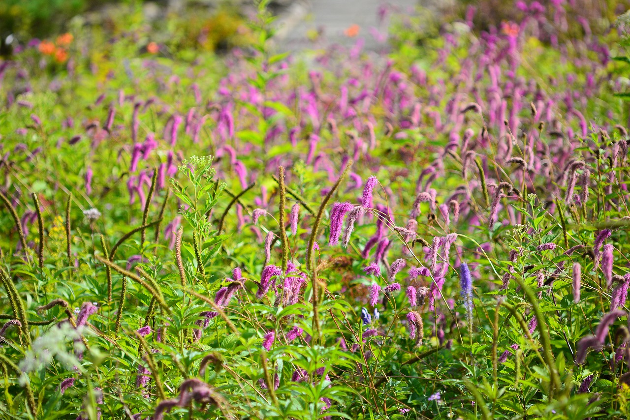 秋の花ですよ 9月3日の植物園の花たち 緑の調律日誌 白馬五竜高山植物園