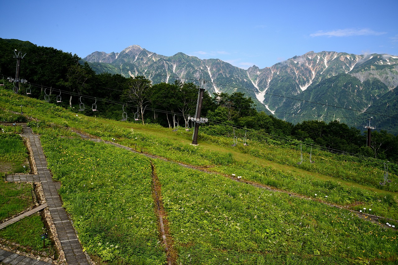 8月3日の花や植物園の様子 シモツケソウのお花畑みごろ 緑の調律日誌 白馬五竜高山植物園