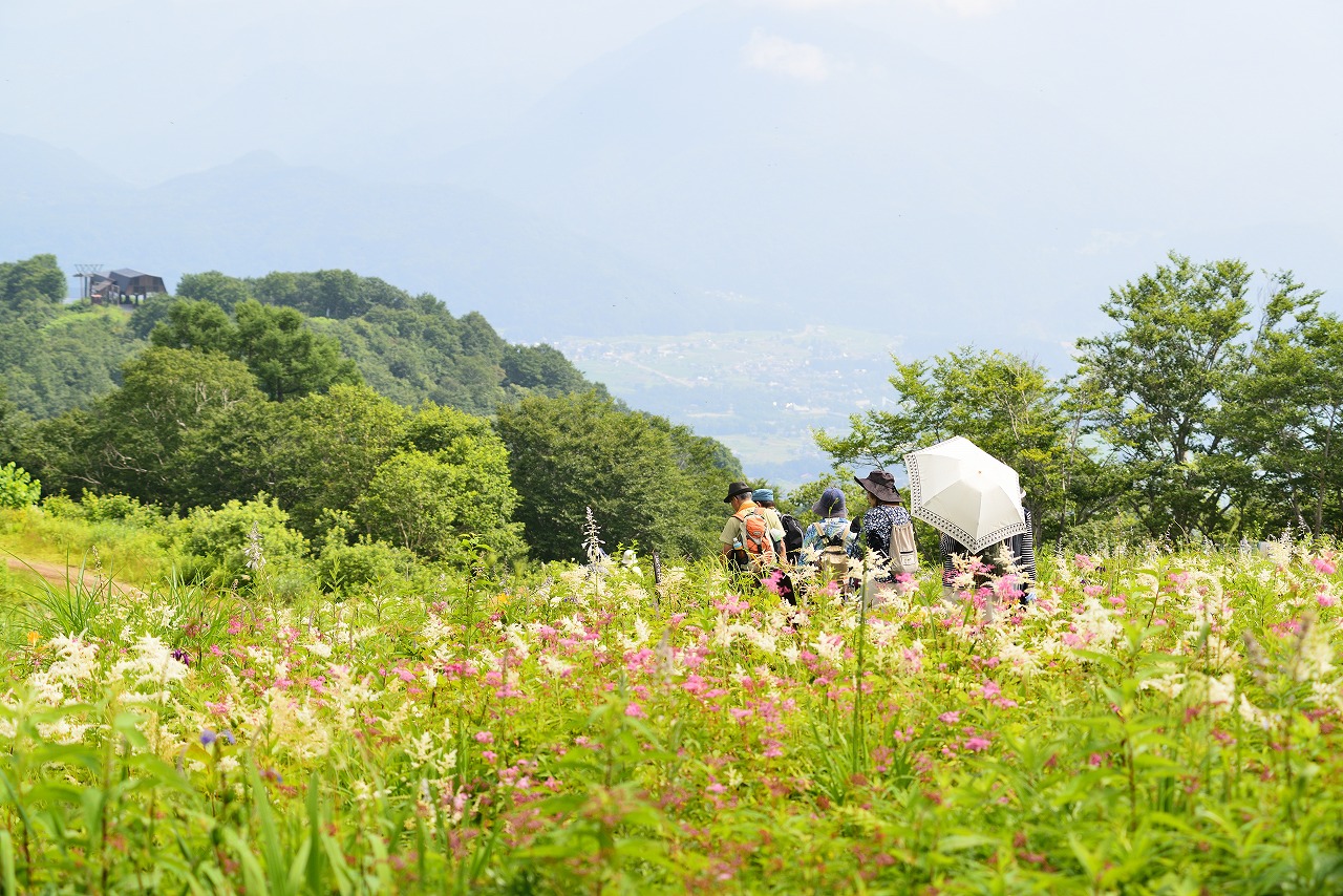 8月3日の花や植物園の様子 シモツケソウのお花畑みごろ 緑の調律日誌 白馬五竜高山植物園